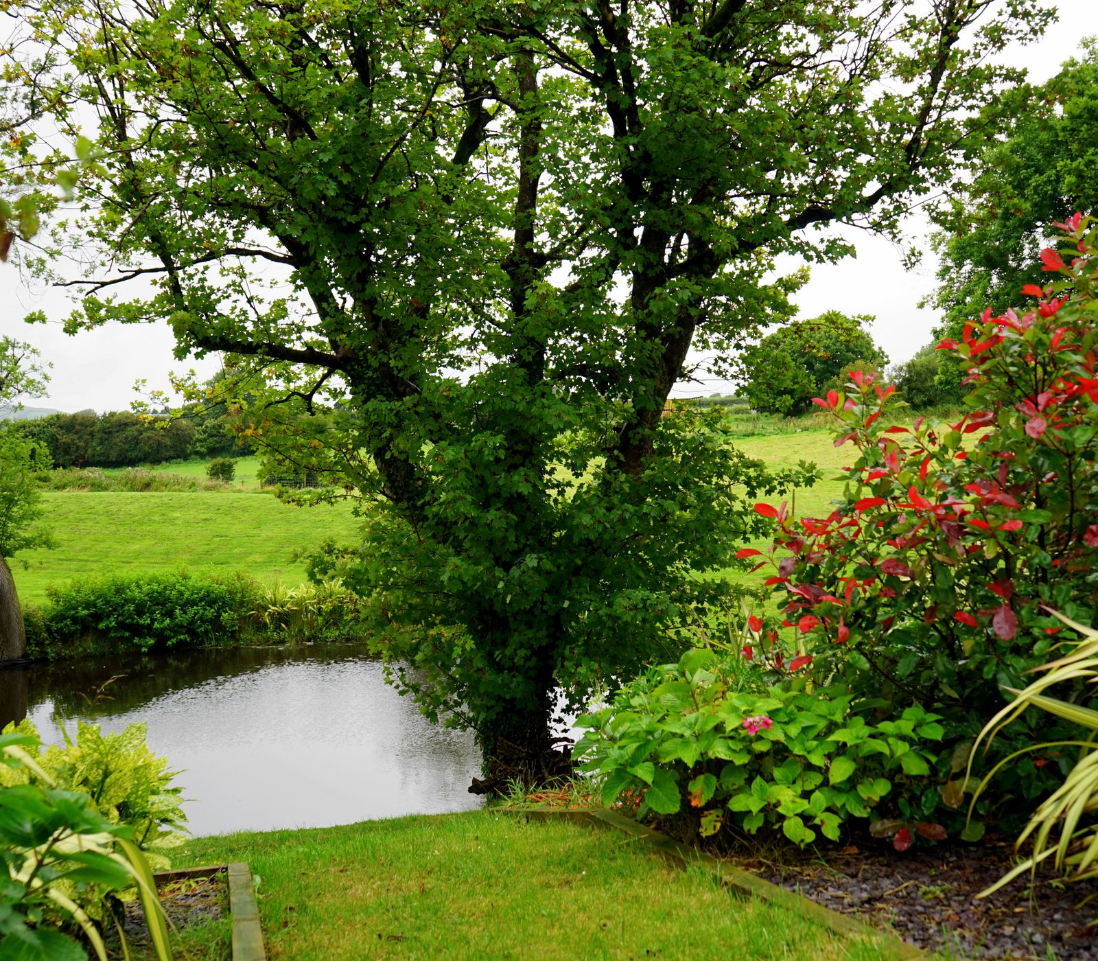 A lush green Cheshire garden with a pond, mature tree and flowering shrub