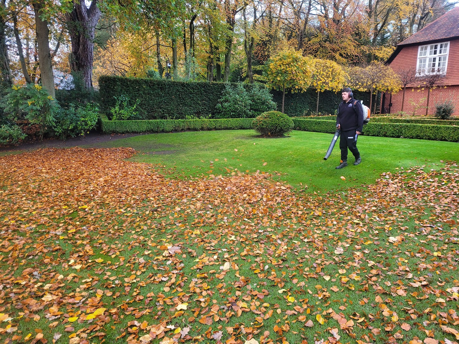 The lawn jungle, gone by mid-morning