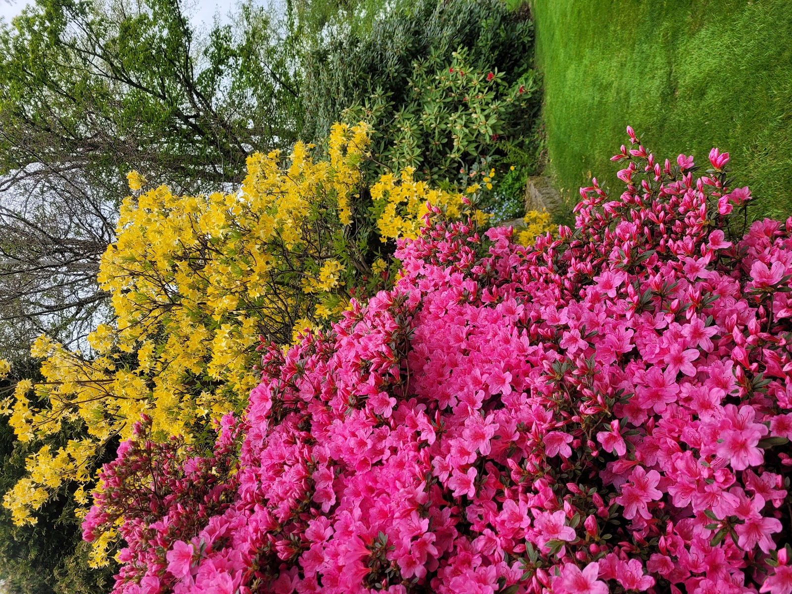 A border in full spring flower — pink azaleas alongside golden broom, backed by a clipped evergreen bank.